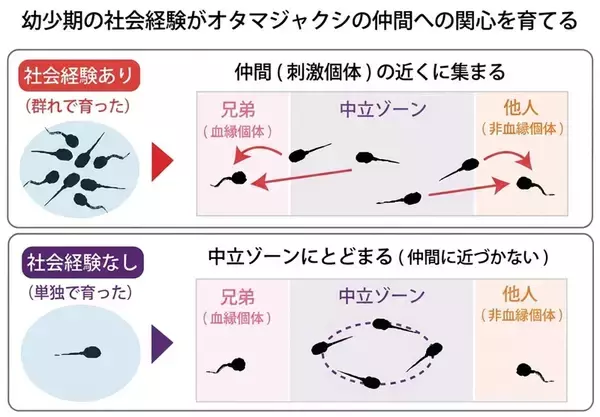 「ぼっち育ち」のオタマジャクシ、仲間に近づかなくなる　京大が社会性を研究