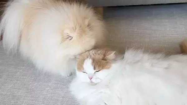 「「犬も猫吸いをする」ほっこり瞬間　仲良しコンビの日常写真が注目」の画像