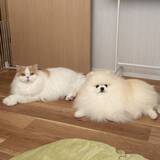 「「犬も猫吸いをする」ほっこり瞬間　仲良しコンビの日常写真が注目」の画像3