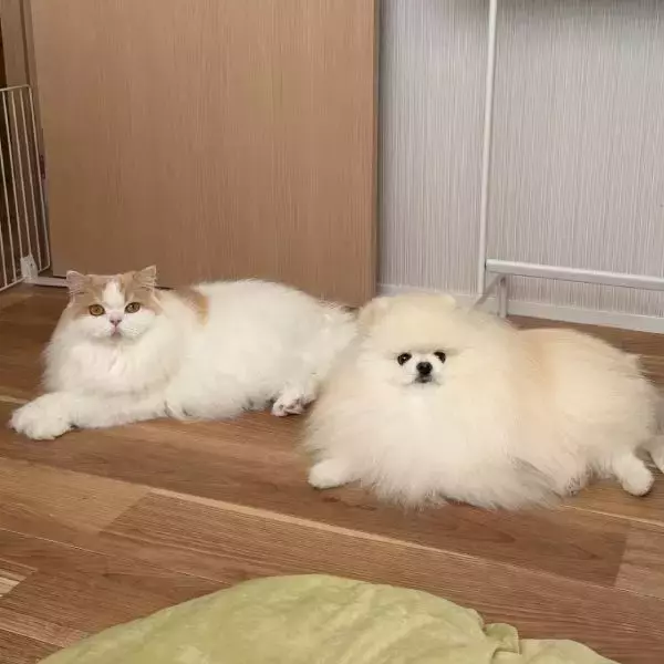 「「犬も猫吸いをする」ほっこり瞬間　仲良しコンビの日常写真が注目」の画像