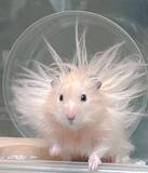 「ハムスターが神に進化！？突如自宅に降臨したかわいい「太陽神」」の画像1