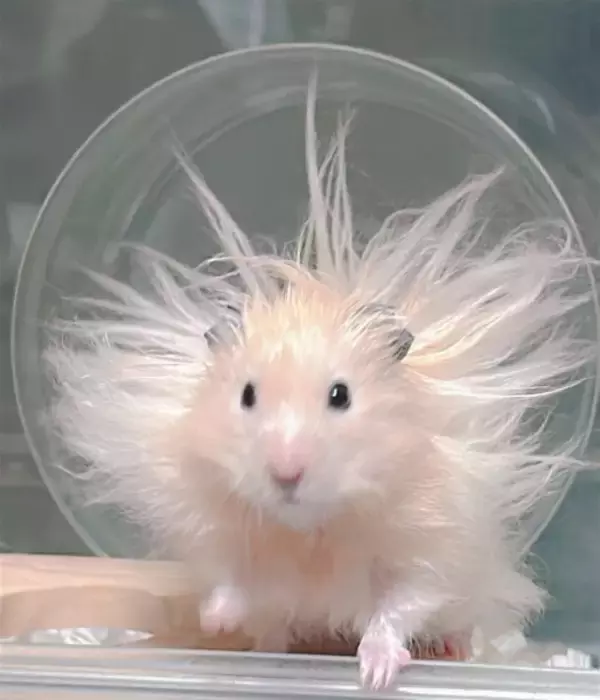 ハムスターが神に進化！？突如自宅に降臨したかわいい「太陽神」