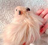 「ハムスターが神に進化！？突如自宅に降臨したかわいい「太陽神」」の画像2