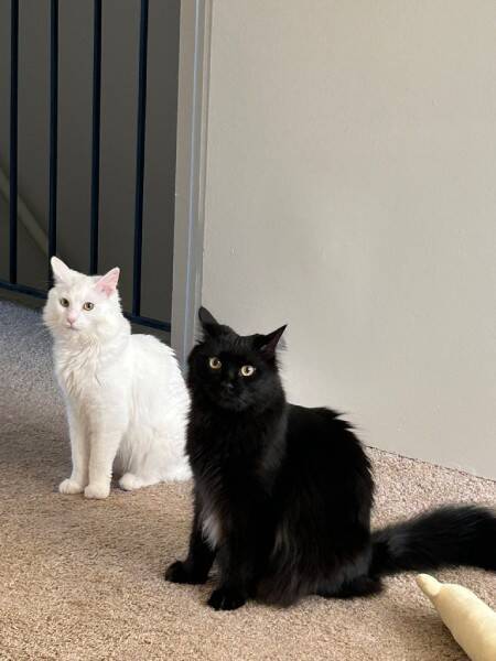 深夜に見つかった「お机の上ギャング」　堂々とテーブルに居座る猫たち