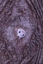 巣穴から出てくるモモンガがめちゃくちゃかわいい！北海道で撮影された1枚に癒やされる