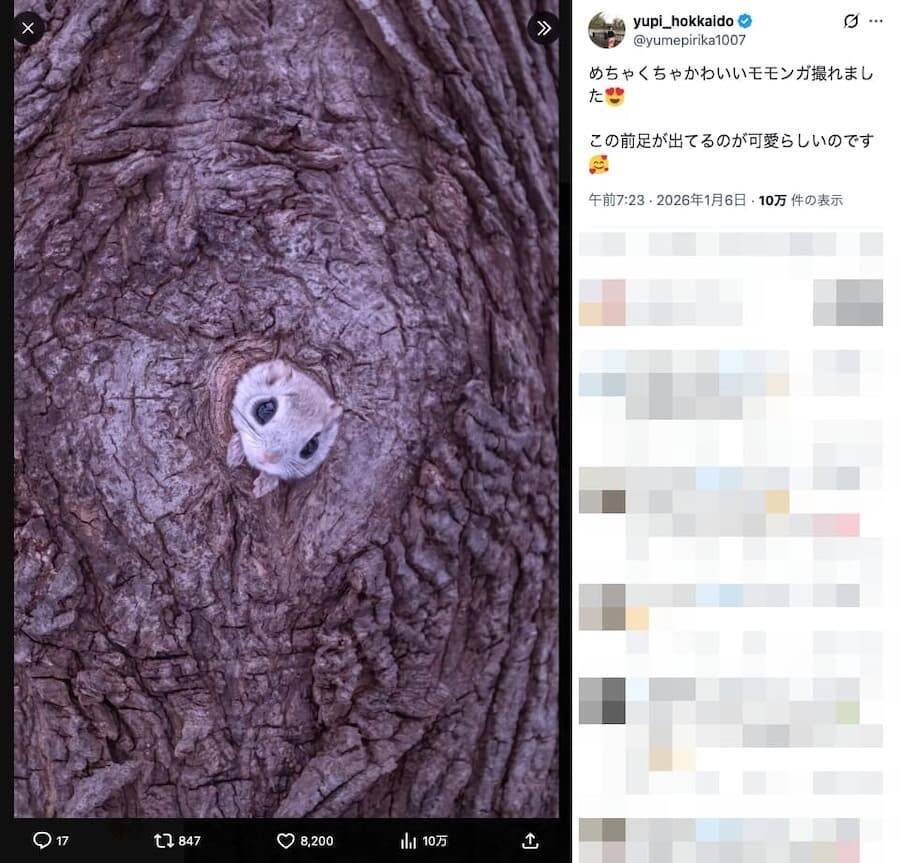 巣穴から出てくるモモンガがめちゃくちゃかわいい！北海道で撮影された1枚に癒やされる