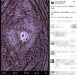 「巣穴から出てくるモモンガがめちゃくちゃかわいい！北海道で撮影された1枚に癒やされる」の画像2