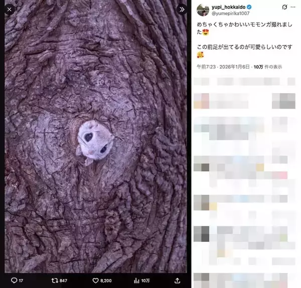 「巣穴から出てくるモモンガがめちゃくちゃかわいい！北海道で撮影された1枚に癒やされる」の画像