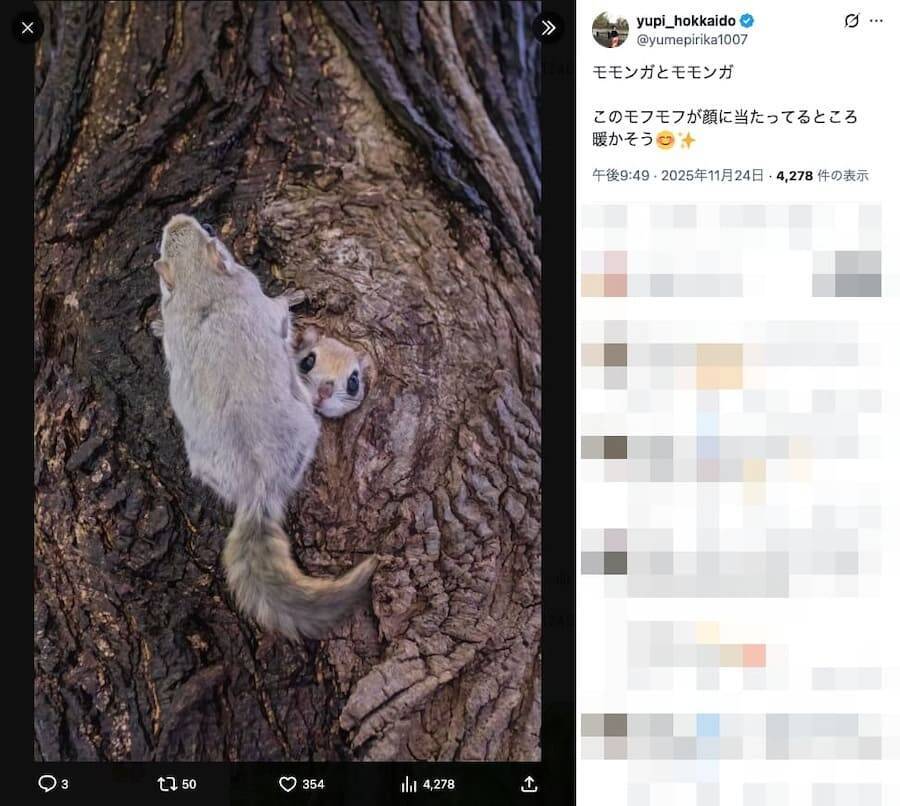 巣穴から出てくるモモンガがめちゃくちゃかわいい！北海道で撮影された1枚に癒やされる