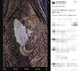 「巣穴から出てくるモモンガがめちゃくちゃかわいい！北海道で撮影された1枚に癒やされる」の画像3