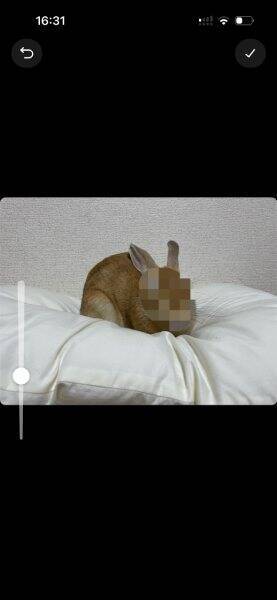 X、ついにアプリ内で「画像加工」が完結　モザイクもAI編集も対応、ただしステッカー機能はリストラ