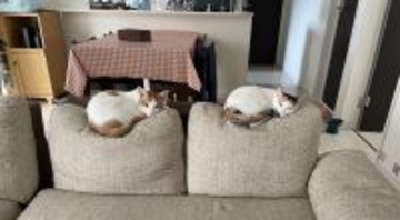 体重差がよくわかる　ソファに座った2匹の猫に「これが重力」