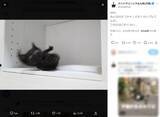 「みんなのネコチャンどれくらいブレてる？　子猫が転ぶ瞬間をとらえた写真に爆笑」の画像2