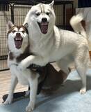 「まるで怪獣大決戦！シベリアンハスキー兄妹の“顔芸”が凄まじい迫力」の画像1