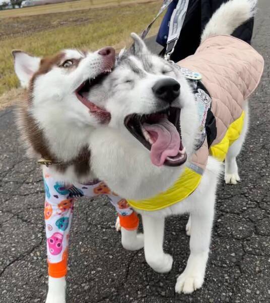 まるで怪獣大決戦！シベリアンハスキー兄妹の“顔芸”が凄まじい迫力