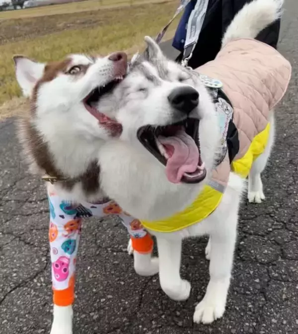 「まるで怪獣大決戦！シベリアンハスキー兄妹の“顔芸”が凄まじい迫力」の画像