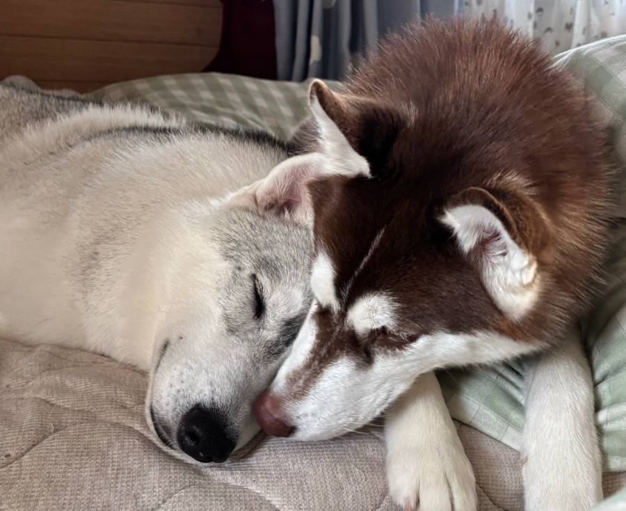 まるで怪獣大決戦！シベリアンハスキー兄妹の“顔芸”が凄まじい迫力