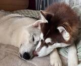 「まるで怪獣大決戦！シベリアンハスキー兄妹の“顔芸”が凄まじい迫力」の画像3