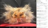 「もはや後光　爆発ヘアのハムスターが神々しすぎる」の画像2