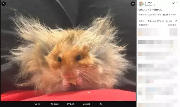 「もはや後光　爆発ヘアのハムスターが神々しすぎる」の画像