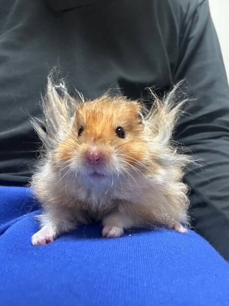 もはや後光　爆発ヘアのハムスターが神々しすぎる