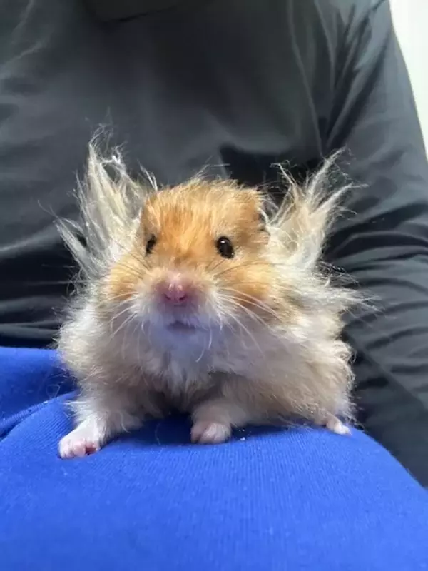 「もはや後光　爆発ヘアのハムスターが神々しすぎる」の画像