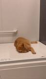「お風呂に入ろうとしたら……浴槽のフタの上で猫ちゃんがまさかの爆睡」の画像1