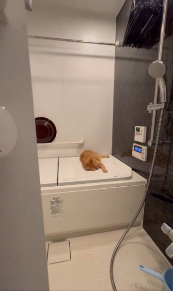 お風呂に入ろうとしたら……浴槽のフタの上で猫ちゃんがまさかの爆睡