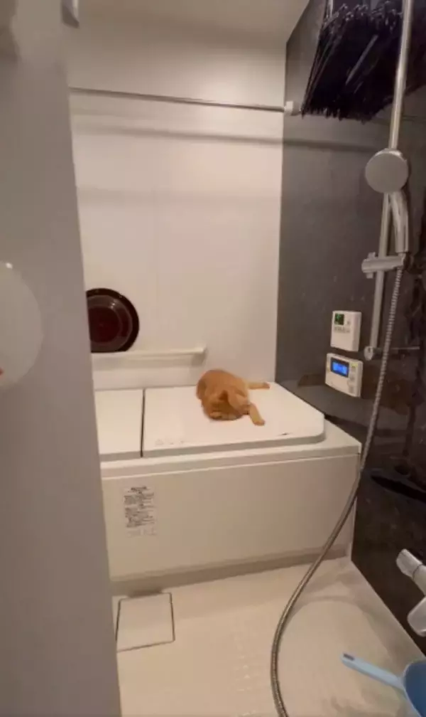 「お風呂に入ろうとしたら……浴槽のフタの上で猫ちゃんがまさかの爆睡」の画像