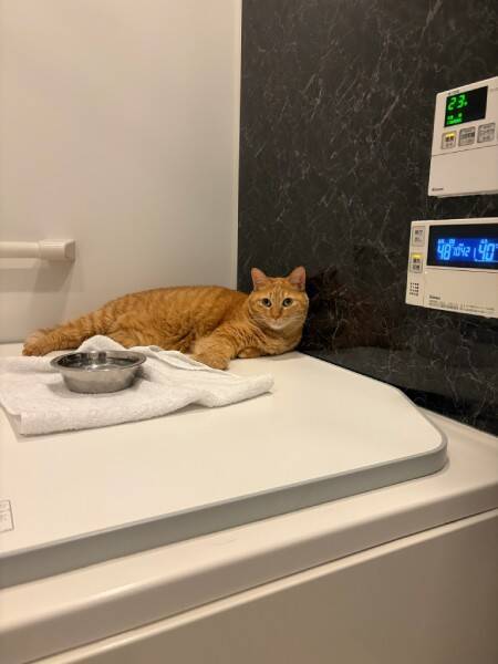 お風呂に入ろうとしたら……浴槽のフタの上で猫ちゃんがまさかの爆睡