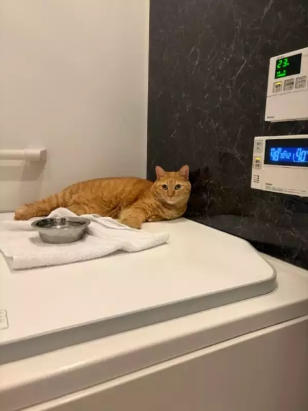 「お風呂に入ろうとしたら……浴槽のフタの上で猫ちゃんがまさかの爆睡」の画像