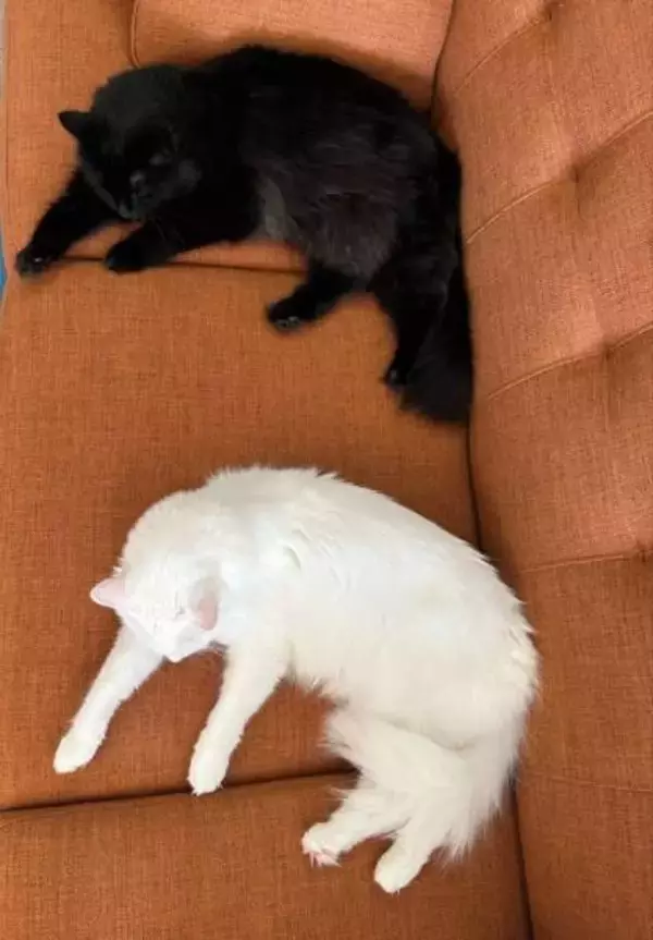 ソファでくつろぐ黒猫と白猫の姿がまるで「コピぺ」　驚異のシンクロニャシティ