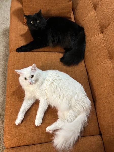 ソファでくつろぐ黒猫と白猫の姿がまるで「コピぺ」　驚異のシンクロニャシティ