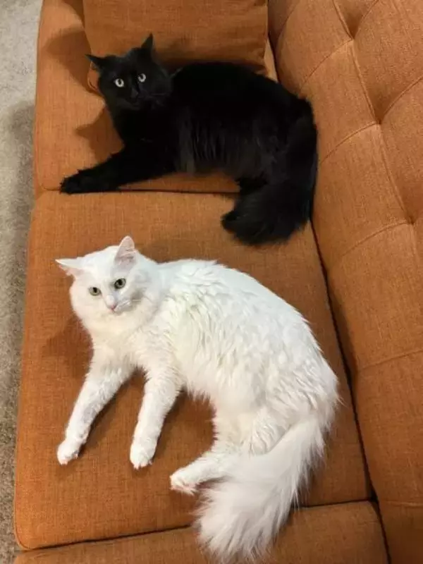 「ソファでくつろぐ黒猫と白猫の姿がまるで「コピぺ」　驚異のシンクロニャシティ」の画像