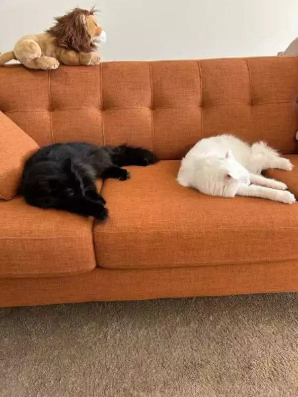 「ソファでくつろぐ黒猫と白猫の姿がまるで「コピぺ」　驚異のシンクロニャシティ」の画像
