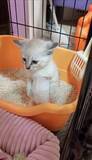 「宮本武蔵？ウンチへたっぴ猫、力んだ末に辿り着いたスタイルが話題」の画像1