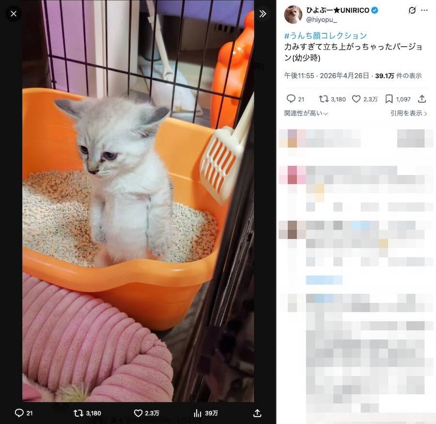 宮本武蔵？ウンチへたっぴ猫、力んだ末に辿り着いたスタイルが話題