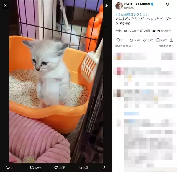 「宮本武蔵？ウンチへたっぴ猫、力んだ末に辿り着いたスタイルが話題」の画像