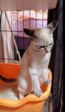 「宮本武蔵？ウンチへたっぴ猫、力んだ末に辿り着いたスタイルが話題」の画像3
