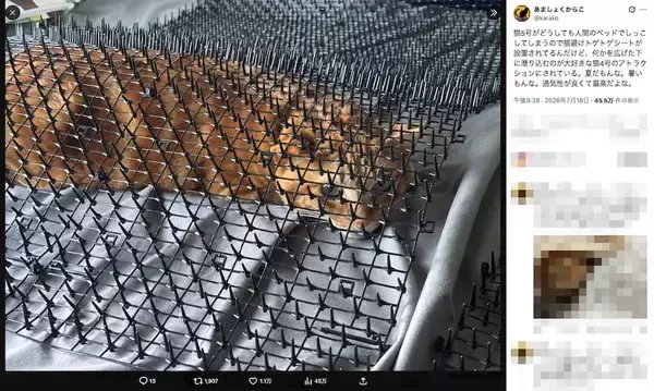 「トゲトゲシートはこうするにゃ！対猫用グッズを完全攻略してしまった猫」の画像