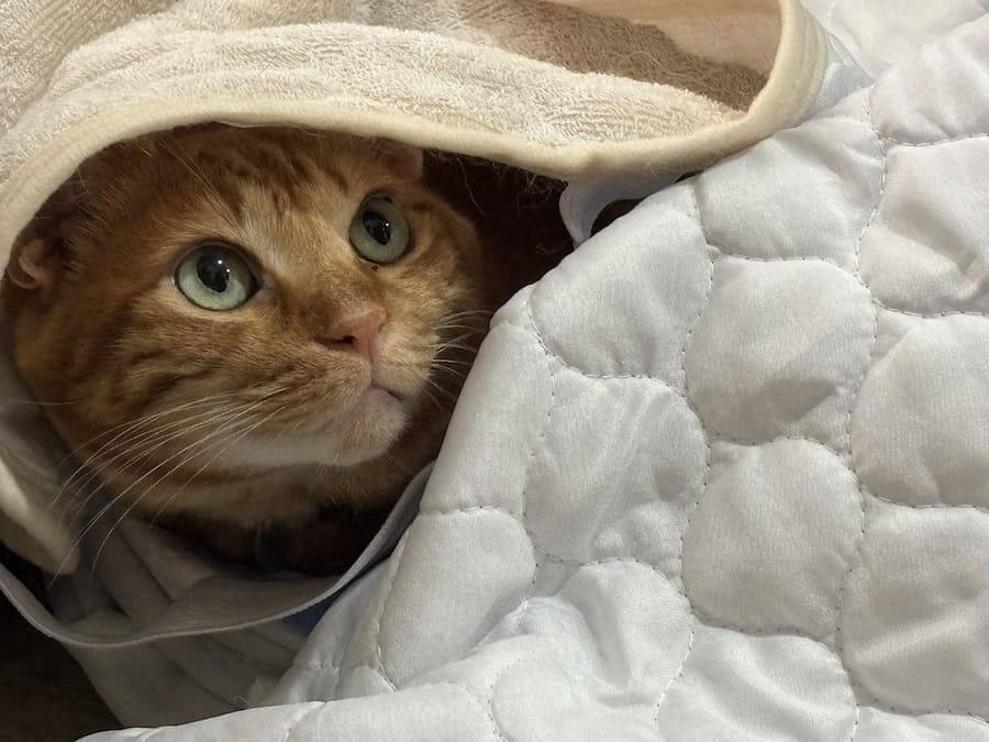 トゲトゲシートはこうするにゃ！対猫用グッズを完全攻略してしまった猫