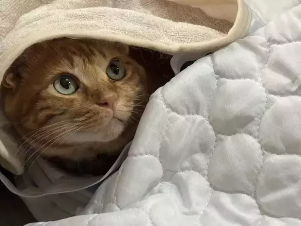 「トゲトゲシートはこうするにゃ！対猫用グッズを完全攻略してしまった猫」の画像