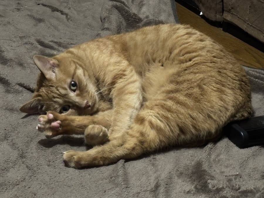 トゲトゲシートはこうするにゃ！対猫用グッズを完全攻略してしまった猫
