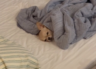 愛が深すぎるチワワ、パパと“喧嘩”すると……？ラブから一転の拗ねモードがかわいい