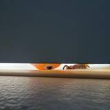 「ドアの隙間から覗き込むインコが怖かわいい　「見テルゾ……」」の画像1