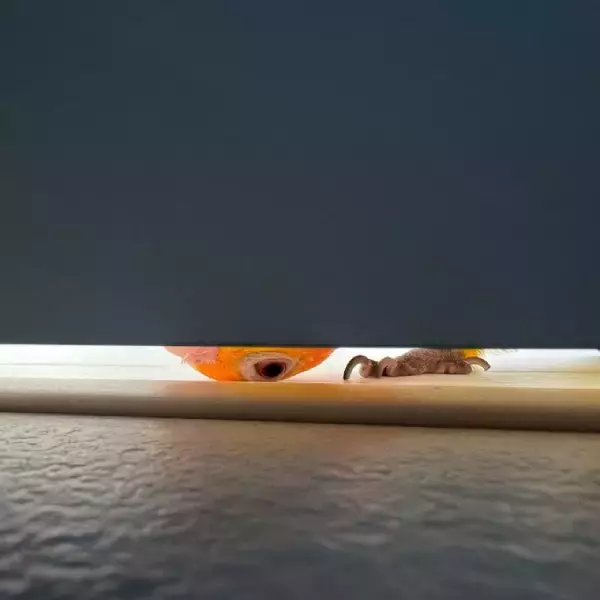 ドアの隙間から覗き込むインコが怖かわいい　「見テルゾ……」