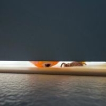 ドアの隙間から覗き込むインコが怖かわいい　「見テルゾ……」