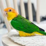 「ドアの隙間から覗き込むインコが怖かわいい　「見テルゾ……」」の画像2