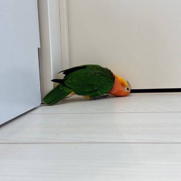 ドアの隙間から覗き込むインコが怖かわいい　「見テルゾ……」