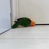「ドアの隙間から覗き込むインコが怖かわいい　「見テルゾ……」」の画像3